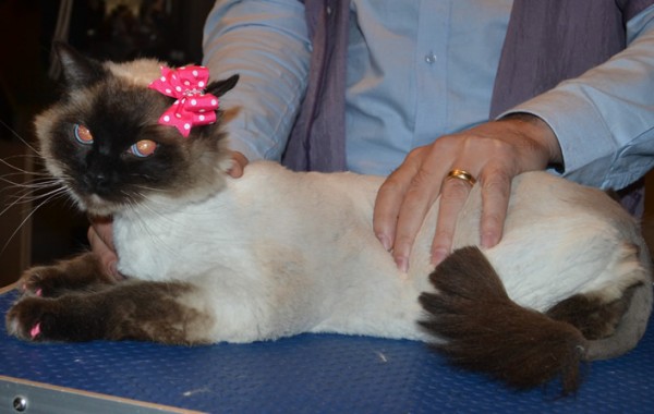 Lottie is a Ragdoll. She had her fur shaved down, nails clipped, ears cleaned and a full set of Pink Softpaw nail caps.