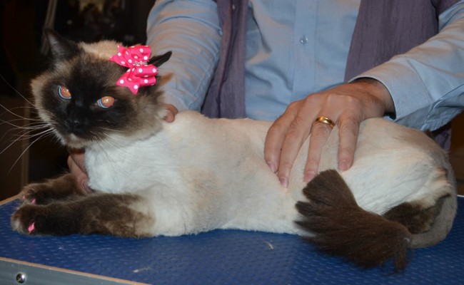 Lottie is a Ragdoll. She had her fur shaved down, nails clipped, ears cleaned and a full set of Pink Softpaw nail caps.