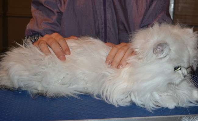 Phoebe is a Crazy Chinchilla. She had her matted fur shaved down, nails clipped, a wash n blow dry and ears cleaned.