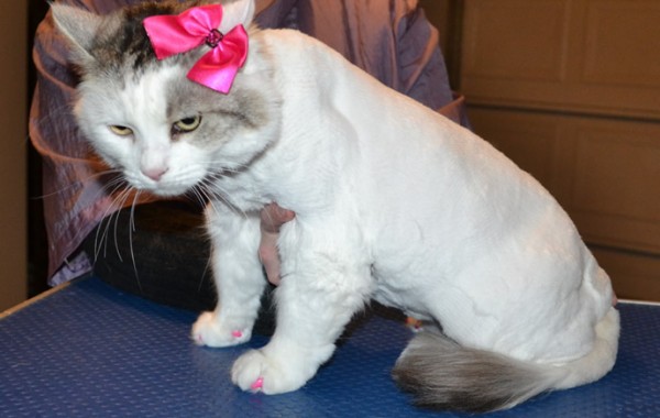 Lollipop is a Medium Hair Domestic. She had her fur shaved down, nails clipped ,ears cleaned and a full set of Hot Pink Softpaw Nail Caps.