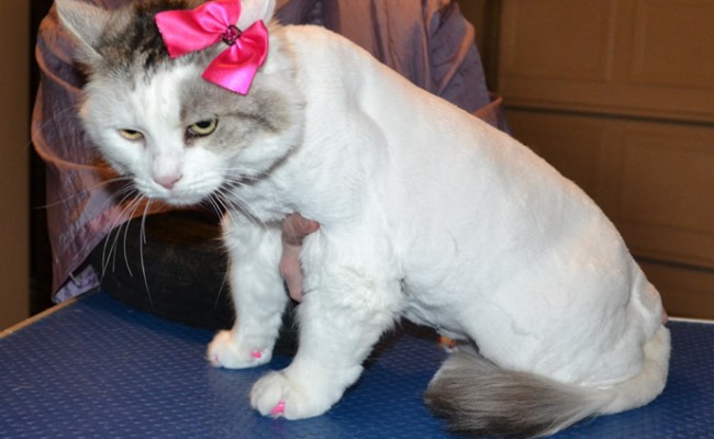 Lollipop is a Medium Hair Domestic. She had her fur shaved down, nails clipped ,ears cleaned and a full set of Hot Pink Softpaw Nail Caps.