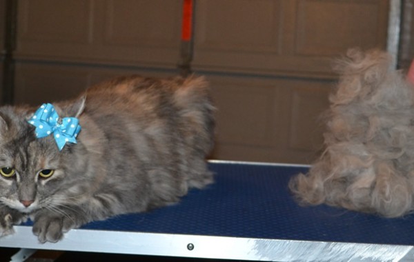 Hailey is a 8 month old Maincoone. She had her fur raked, nails clipped and ears cleaned.
