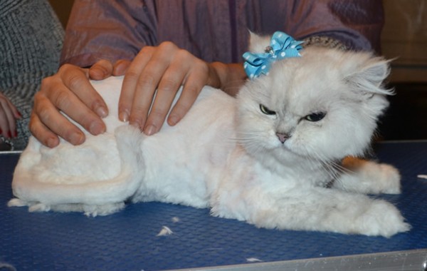 Phoebe is a Crazy Chinchilla. She had her matted fur shaved down, nails clipped, a wash n blow dry and ears cleaned.
