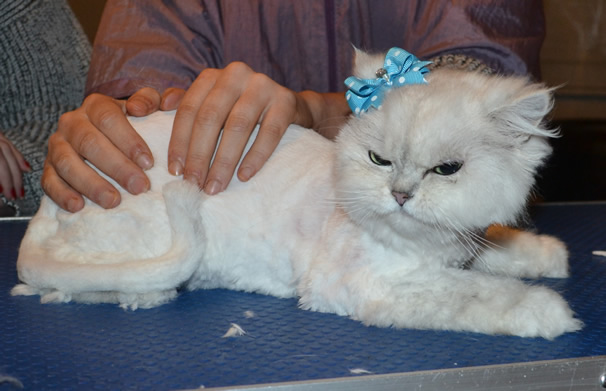 Phoebe is a Crazy Chinchilla. She had her matted fur shaved down, nails clipped, a wash n blow dry and ears cleaned.