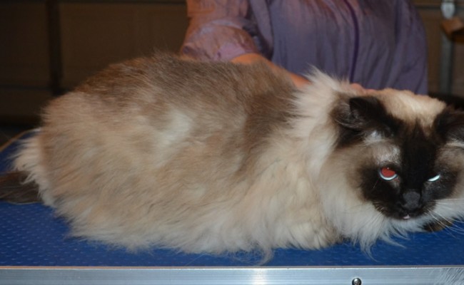 Mika is a Ragdoll. She had her matted fur shaved down, nails clipped and ears cleaned.