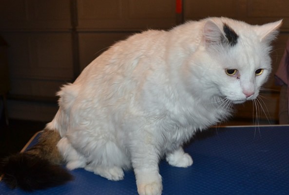 Fluffy is a Medium Hair Domestic. He had his fur shaved down, nails clipped and ears cleaned.