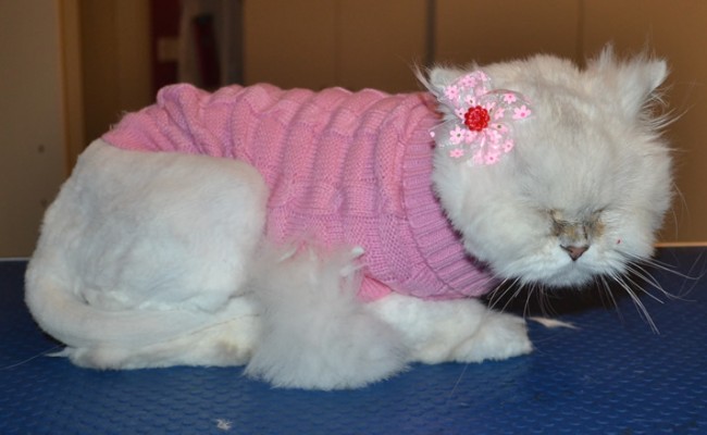 Soultana is a Chinchilla. She had her matted fur shaved down, nails clipped, ears and eyes cleaned, a wash n blow dry and purchased a woollen pick jumper from us.