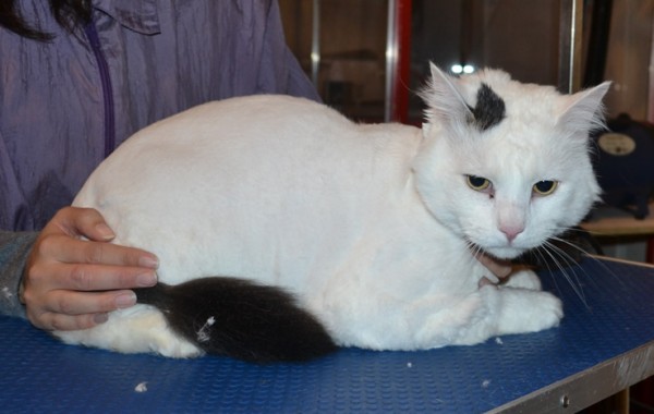 Fluffy is a Medium Hair Domestic. He had his fur shaved down, nails clipped and ears cleaned.
