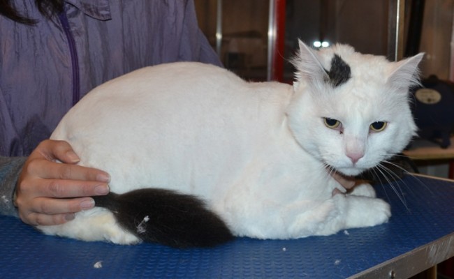 Fluffy is a Medium Hair Domestic. He had his fur shaved down, nails clipped and ears cleaned.
