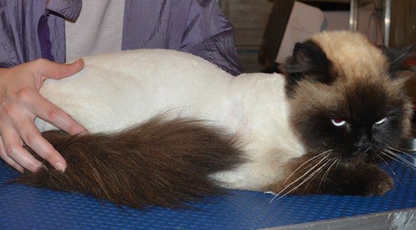 Jinx is a Ragdoll. He had his matted fur shaved down, nails clipped, ears cleaned and a wash n blow dry.