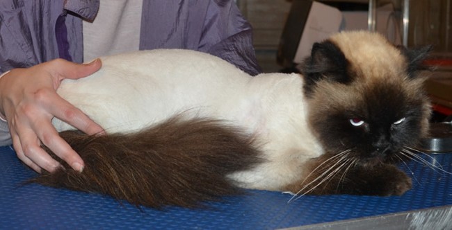 Jinx is a Ragdoll. He had his matted fur shaved down, nails clipped, ears cleaned and a wash n blow dry.