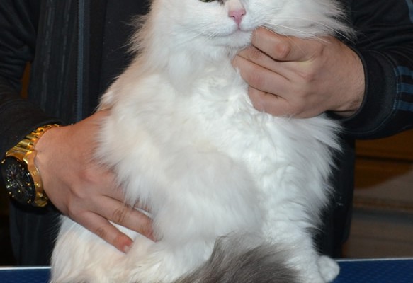 Ollie is a Ragdoll x. He had his matted fur shaved down, nails clipped and ears cleaned.