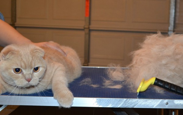 Bubu is a Scottish Fold. He had his fur raked, nails clipped, ears cleaned and a wash n blow dry.