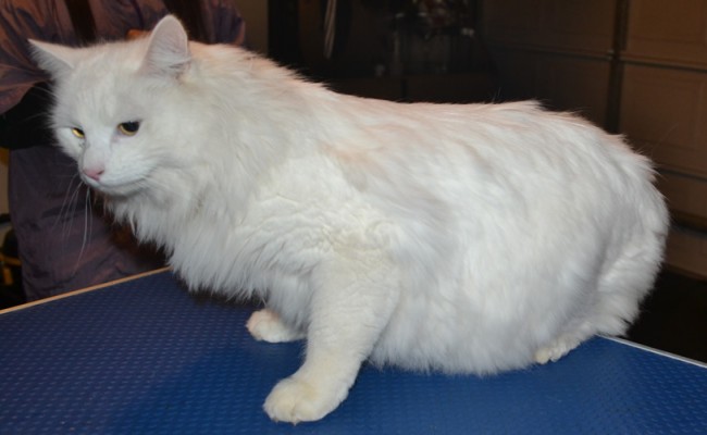 Jovi is a Medium Hair Domestic. He had his fur shaved down, nails clipped, ears cleaned and a full set of Green Softpaw nail caps.