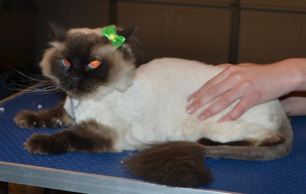 Mika is a Ragdoll. She had her matted fur shaved down, nails clipped and ears cleaned.