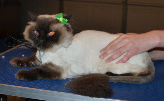 Mika is a Ragdoll. She had her matted fur shaved down, nails clipped and ears cleaned.