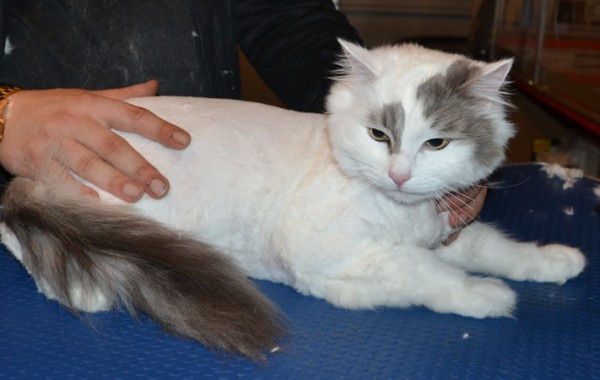Ollie is a Ragdoll x. He had his matted fur shaved down, nails clipped and ears cleaned.