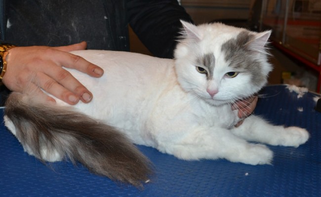 Ollie is a Ragdoll x. He had his matted fur shaved down, nails clipped and ears cleaned.