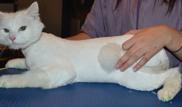 Jovi is a Medium Hair Domestic. He had his fur shaved down, nails clipped, ears cleaned and a full set of Green Softpaw nail caps.