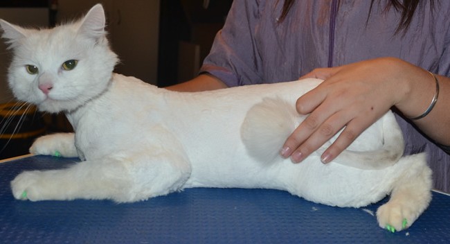 Jovi is a Medium Hair Domestic. He had his fur shaved down, nails clipped, ears cleaned and a full set of Green Softpaw nail caps.