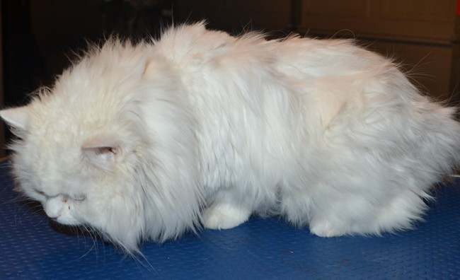 Cleo is a Persian x Ragdoll. She had her matted fur shaved down, nails clipped and ears cleaned.