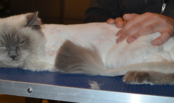 Oscar is a Ragdoll. He had his matted fur shaved down, nails clipped, ears cleaned and bought a Wooly Blue jumper from us.