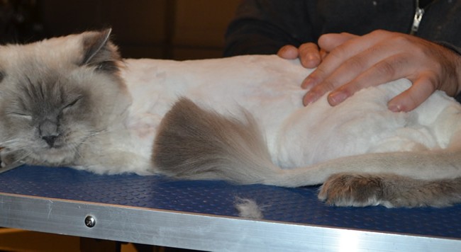 Oscar is a Ragdoll. He had his matted fur shaved down, nails clipped, ears cleaned and bought a Wooly Blue jumper from us.