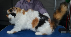Cleo is a Long Hair Domestic. She had her matted fur shaved down, nails clipped and ears cleaned.