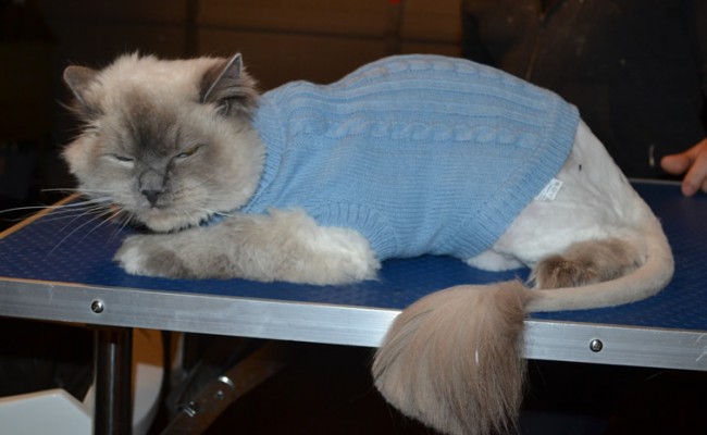 Oscar is a Ragdoll. He had his matted fur shaved down, nails clipped, ears cleaned and bought a Wooly Blue jumper from us.