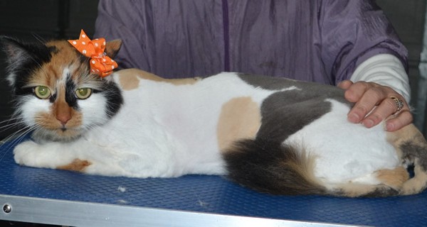 Cleo is a Long Hair Domestic. She had her matted fur shaved down, nails clipped and ears cleaned.