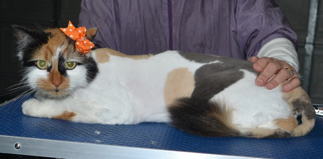 Cleo is a Long Hair Domestic. She had her matted fur shaved down, nails clipped and ears cleaned.