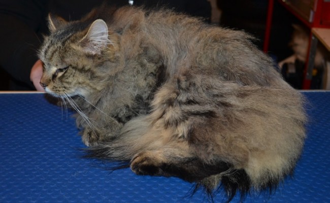 Nala is a Long Hair Domestic. She had her matted fur shaved down, nails clipped and ears cleaned.