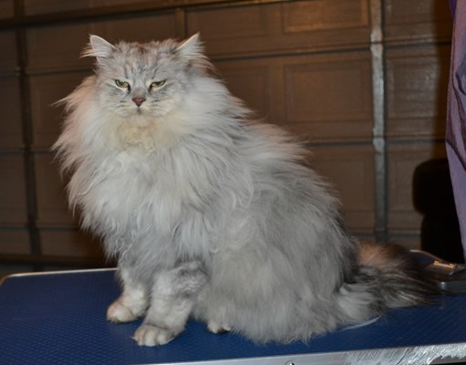 Zeus is a 7kg Chinchilla x Ragdoll. He had his matted fur shaved down, nails clipped and his ears cleaned.