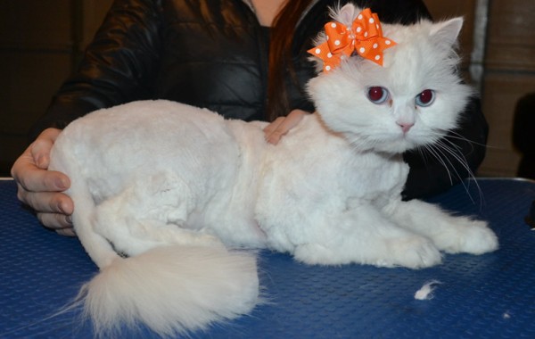 Cleo is a Persian x Ragdoll. She had her matted fur shaved down, nails clipped and ears cleaned.