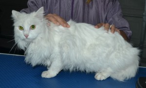 Petra is a Long Hair Domestic. She had her mats shaved off, a comb clip, nails clipped, ears cleaned and a wash n blow dry.