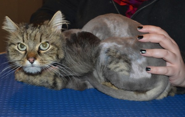 Nala is a Long Hair Domestic. She had her matted fur shaved down, nails clipped and ears cleaned.