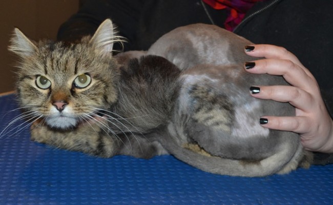 Nala is a Long Hair Domestic. She had her matted fur shaved down, nails clipped and ears cleaned.