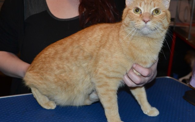Rocky is a Short Hair Domestic. He had his fur shaved down, nails clipped, ears cleaned and a full set of Brown Softpaw nail caps.
