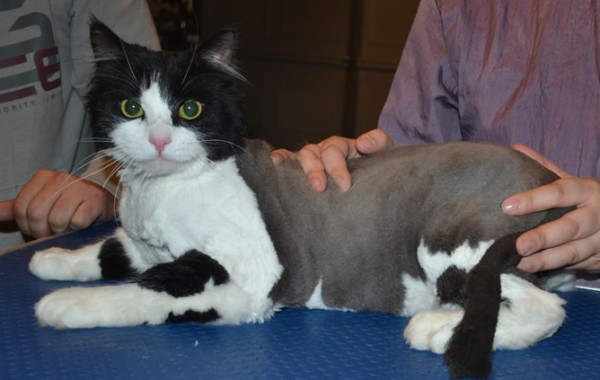 Bella is a crazy Long Hair Domestic. She had her fur shaved down, nails clipped and ears cleaned. She was deadly!!!