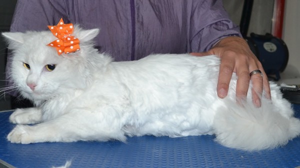 Petra is a Long Hair Domestic. She had her mats shaved off, a comb clip, nails clipped, ears cleaned and a wash n blow dry.
