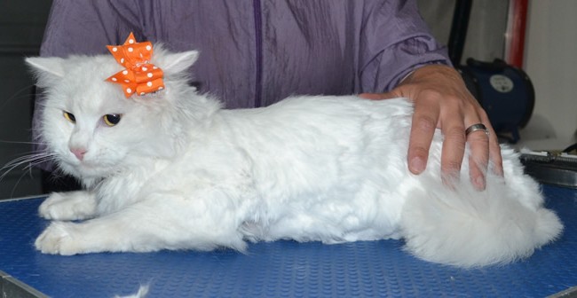 Petra is a Long Hair Domestic. She had her mats shaved off, a comb clip, nails clipped, ears cleaned and a wash n blow dry.