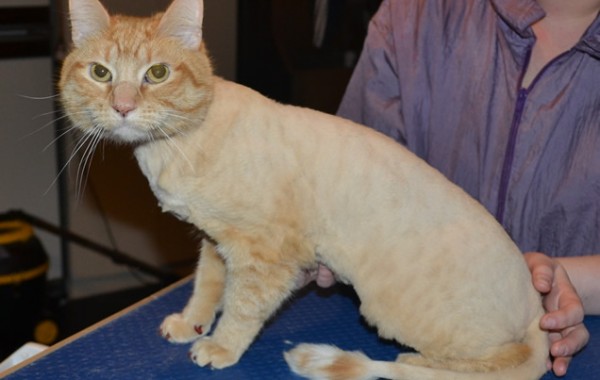 Rocky is a Short Hair Domestic. He had his fur shaved down, nails clipped, ears cleaned and a full set of Brown Softpaw nail caps.
