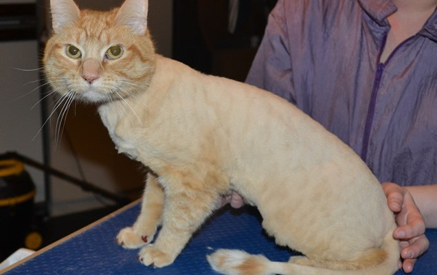 Rocky is a Short Hair Domestic. He had his fur shaved down, nails clipped, ears cleaned and a full set of Brown Softpaw nail caps.