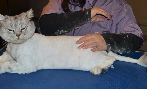 Zeus is a 7kg Chinchilla x Ragdoll. He had his matted fur shaved down, nails clipped and his ears cleaned.