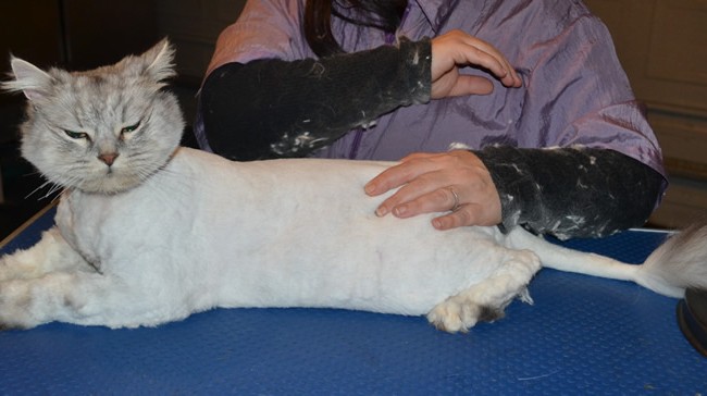 Zeus is a 7kg Chinchilla x Ragdoll. He had his matted fur shaved down, nails clipped and his ears cleaned.