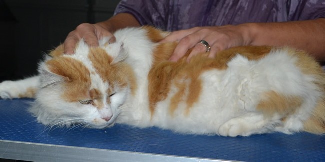 Cyril is a Long Hair Domestic. He had a comb clip, nails clipped, ears cleaned and a wash n blow dry.