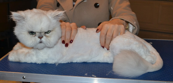 Henry is a Chinchilla. He had his matted fur shaved down, nails clipped and ears cleaned.