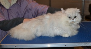 Sofie is a Chinchilla Persian. She had her matted fur shaved down, nails clipped, ears cleaned and a wash n blow dry.