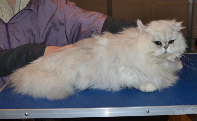 Sofie is a Chinchilla Persian. She had her matted fur shaved down, nails clipped, ears cleaned and a wash n blow dry.