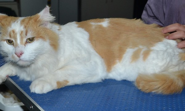 Cyril is a Long Hair Domestic. He had a comb clip, nails clipped, ears cleaned and a wash n blow dry.
